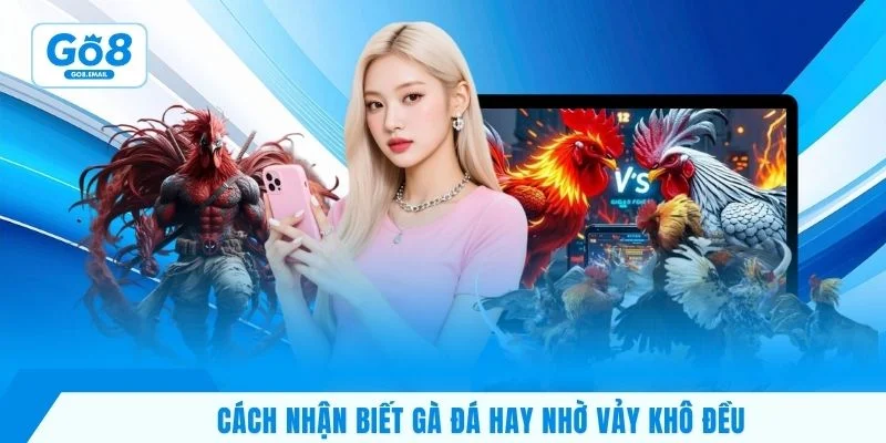 Cách nhận biết gà đá hay nhờ vảy khô đều