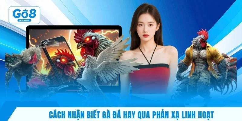 Cách nhận biết gà đá hay qua phản xạ linh hoạt